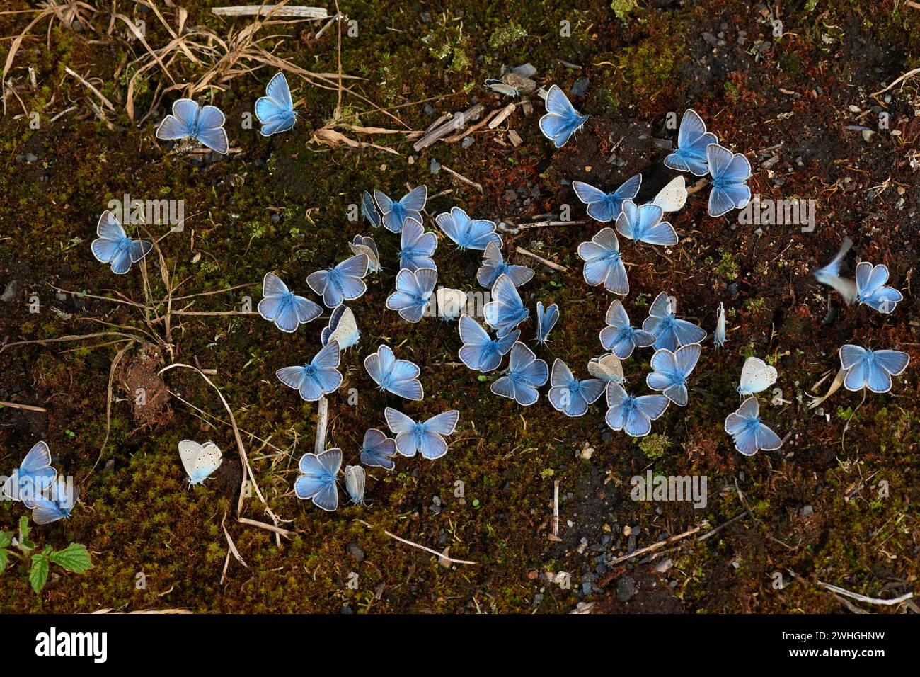 Polyommatus amandus, der blaue Amanda, männlich Stockfoto