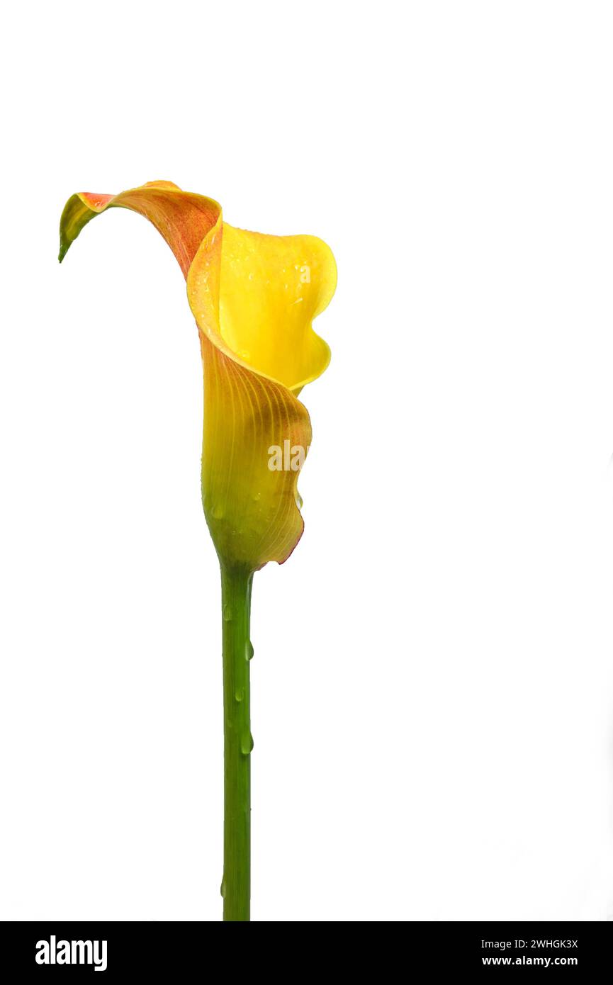 Blütenkopf der Calla-Lilie (Zantedeschia) in Gelb und Orange, die skulpturale Blütenstände wachsen aus dem grünen Stiel und sind scha Stockfoto