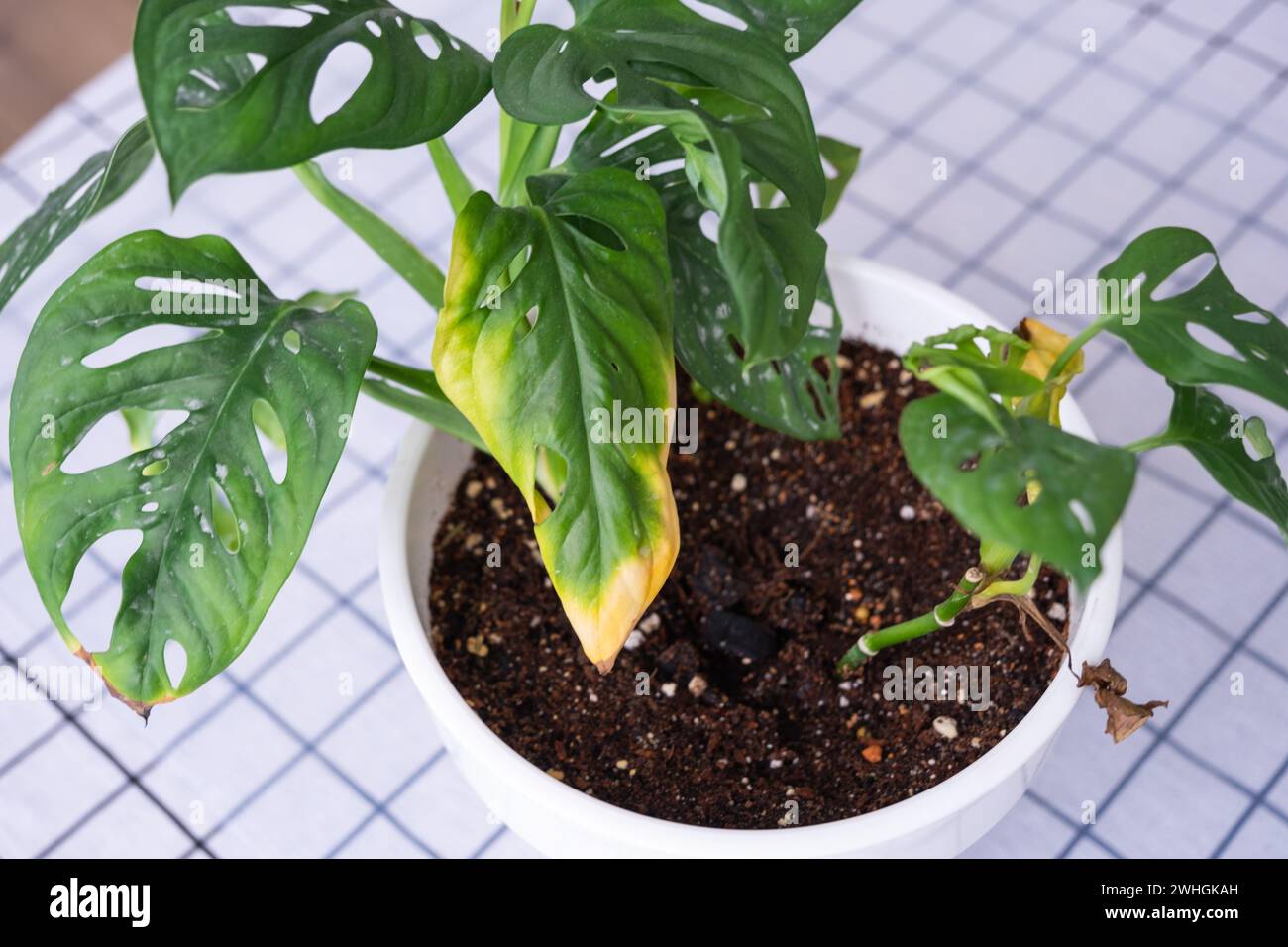 Probleme beim Anbau von Hauspflanzen Monstera Affenmaske - Blätter mit gelben trockenen Spitzen, verwelkt, von Spinnen beeinflußt Stockfoto