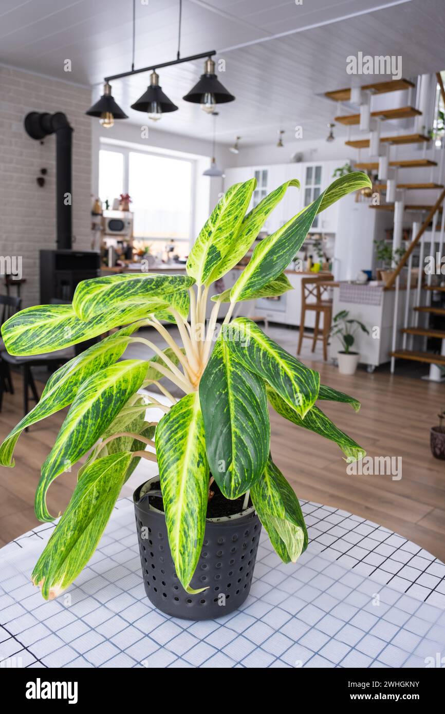 Aglaonema-Nahaufnahme im Innenraum auf dem Tisch. Zimmerpflanzen wachsen und pflegen für Zimmerpflanzen, grünes Zuhause Stockfoto