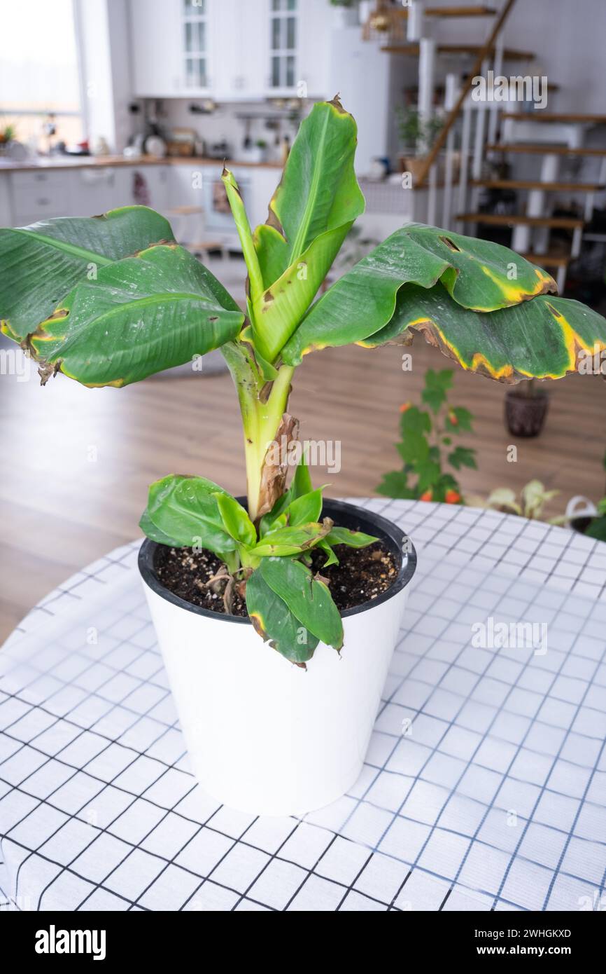 Probleme beim Anbau von Hauspflanzen Probleme beim Anbau von Hauspflanzen Musa Banan - Blätter mit Gelb Stockfoto