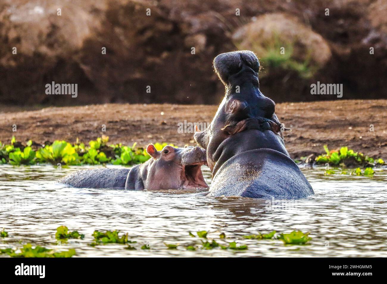 Hippo im Tsavo-West-Nationalpark, Kenia Stockfoto