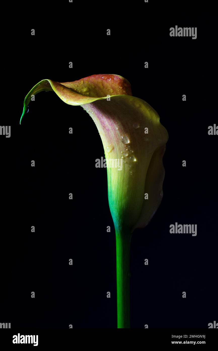 Calla Lilie (Zantedeschia) im Dunkeln, skulpturaler Blumenkopf in grün, gelb und rot, trichterförmig mit etwas Wassertropfen Stockfoto