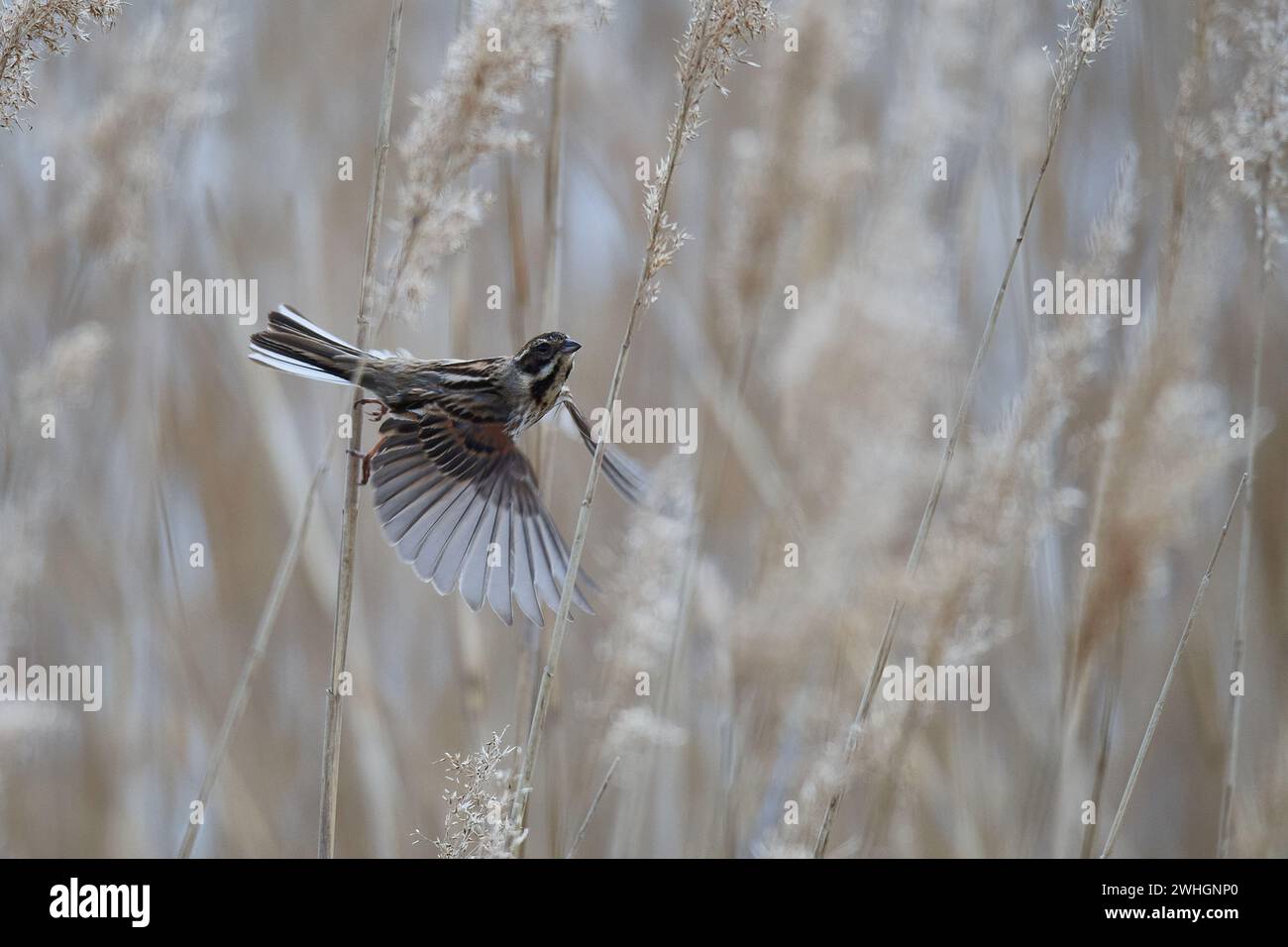 Gemeinsamen Reed bunting Stockfoto