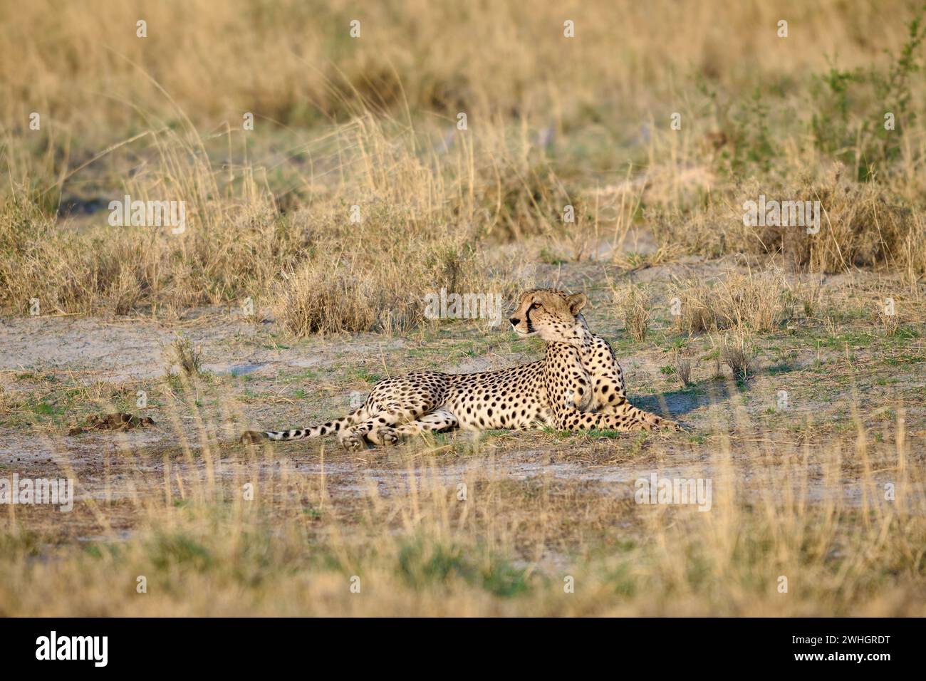 Gepard (Acinonyx jubatus), Etosha Nationalpark, Namibia, Afrika Stockfoto