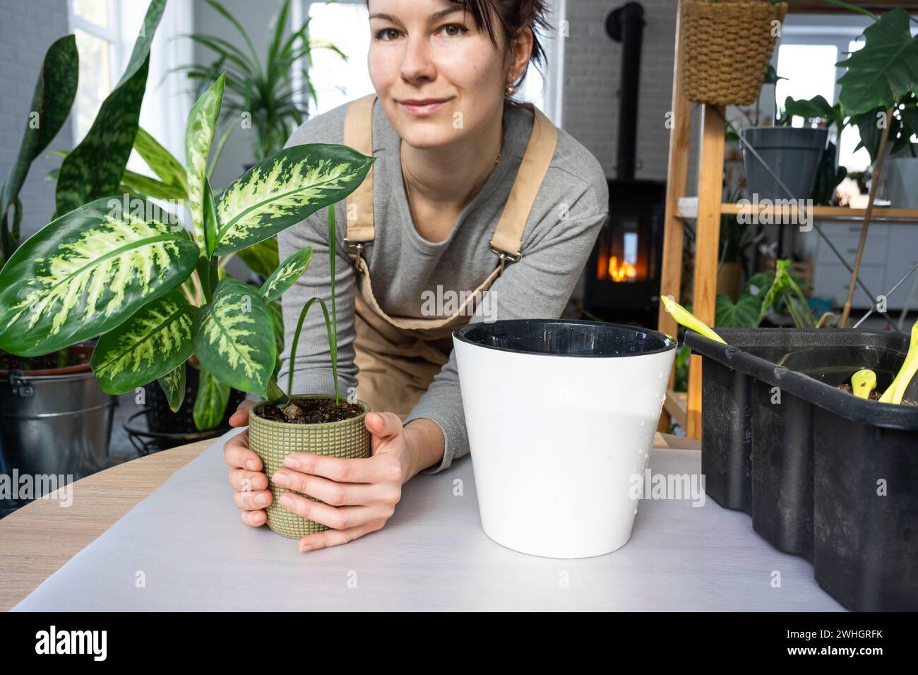 Umtopfen einer Hauspflanze Dieffenbachia Tropic Snow in einen neuen Topf im Innenraum in einem Doppeltopf mit automatischer Bewässerung. Fürsorglich Stockfoto