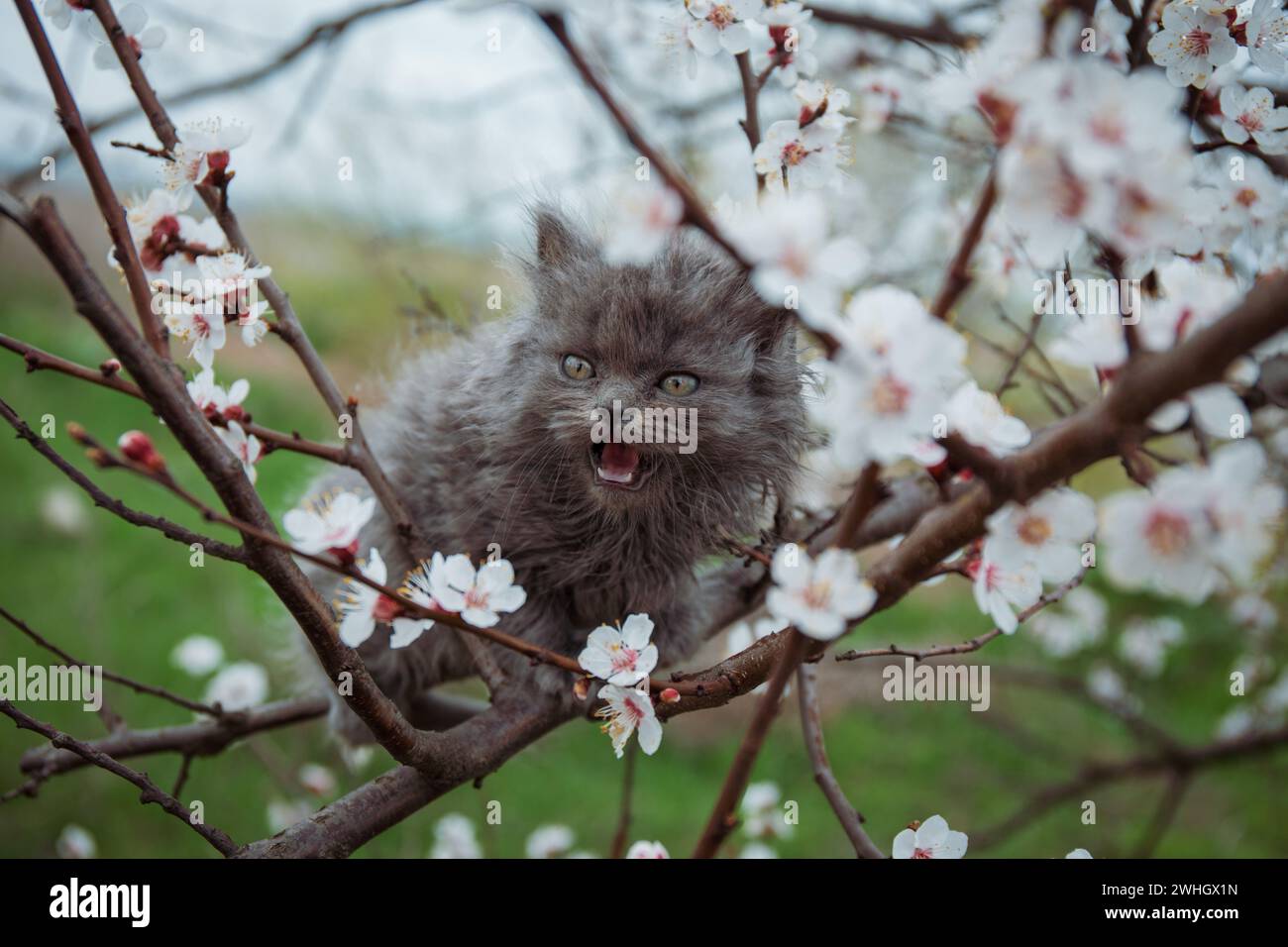Eine kleine graue flauschige Katze sitzt auf dünnen Zweigen eines blühenden Aprikosenbaums und weint, im Frühling bewölktes Wetter Stockfoto