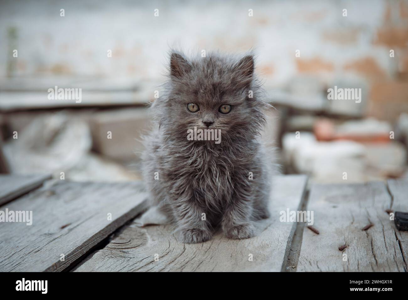 shaggy kleines graues Kätzchen sitzt auf Holzbrettern im Dorf. Einsame obdachlose Katze. Bokeh Stockfoto