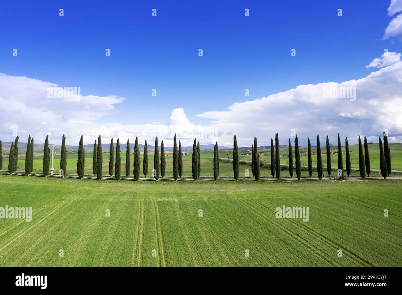 Fotografische Dokumentation der Zypressen der Provinz Siena Stockfoto