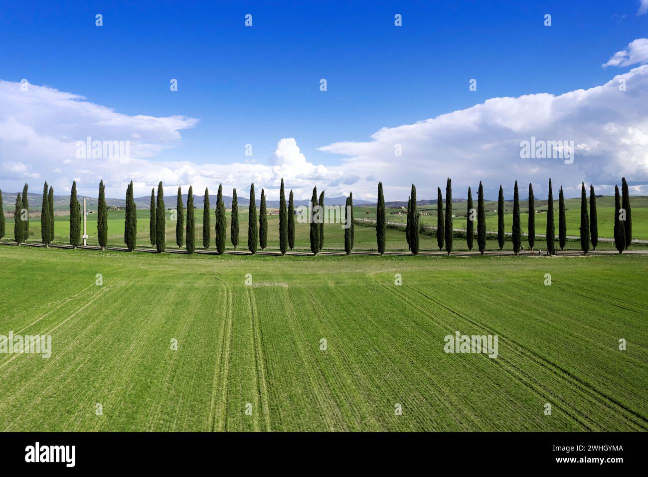 Fotografische Dokumentation der Zypressen der Provinz Siena Stockfoto