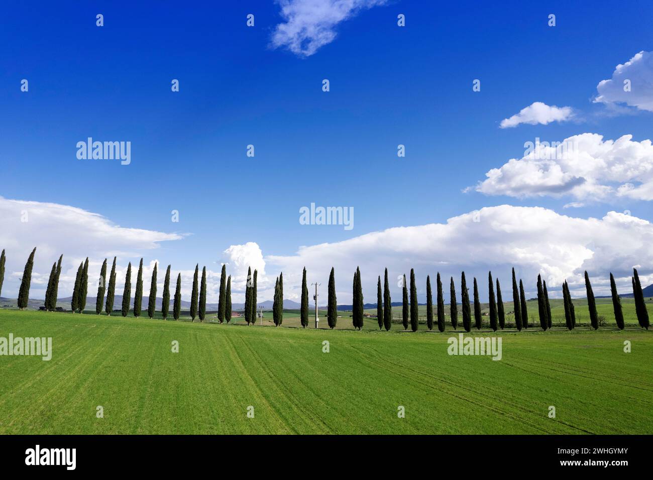 Fotografische Dokumentation der Zypressen der Provinz Siena Stockfoto