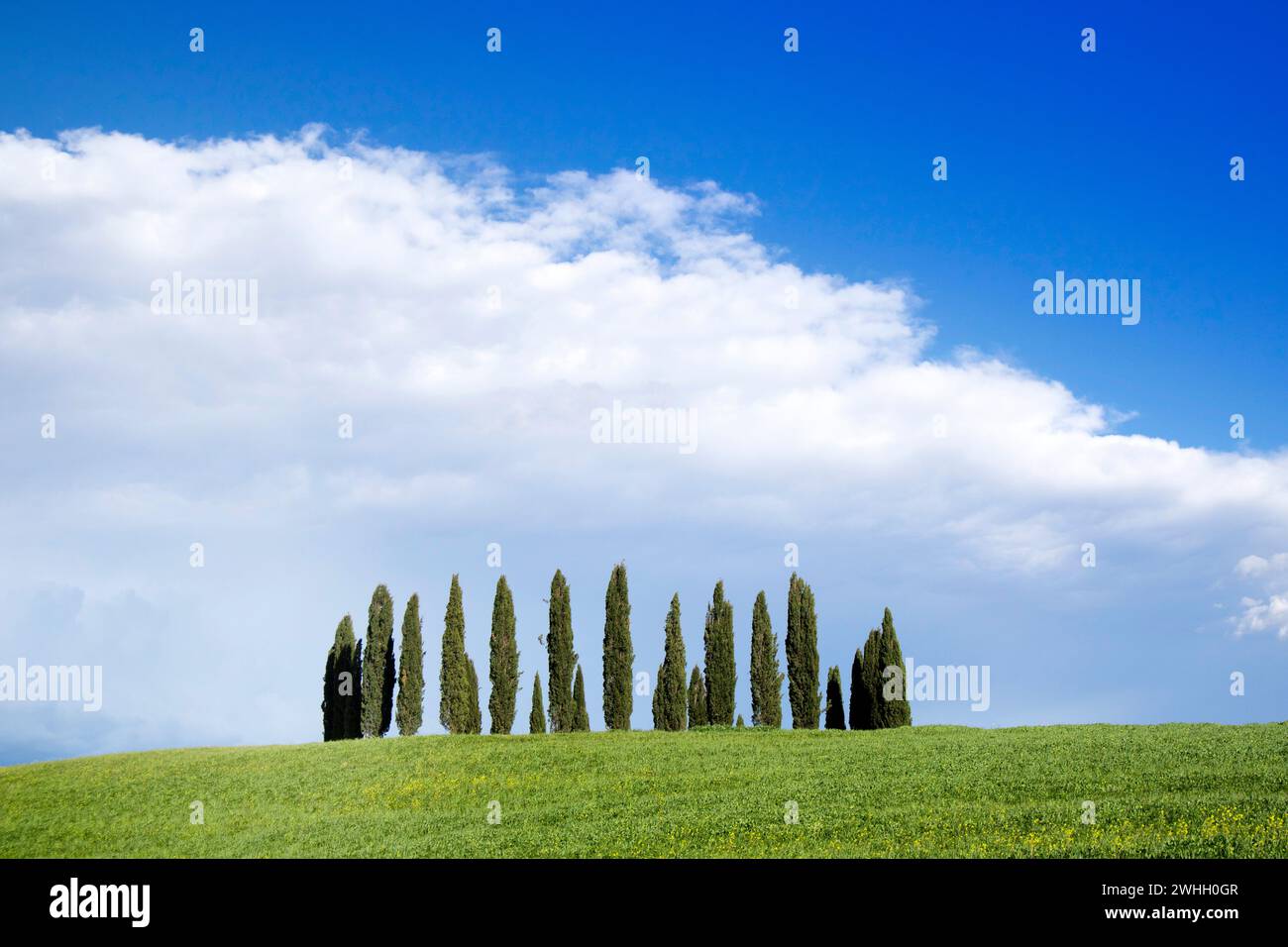 Fotografische Dokumentation der Zypressen in der Provinz Siena Stockfoto
