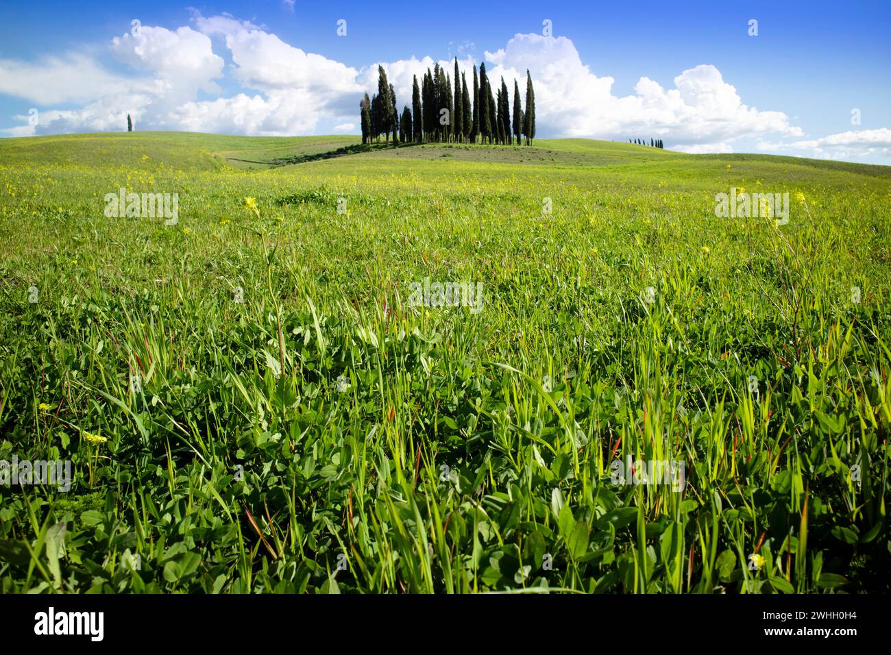 Fotografische Dokumentation der Zypressen in der Provinz Siena Stockfoto