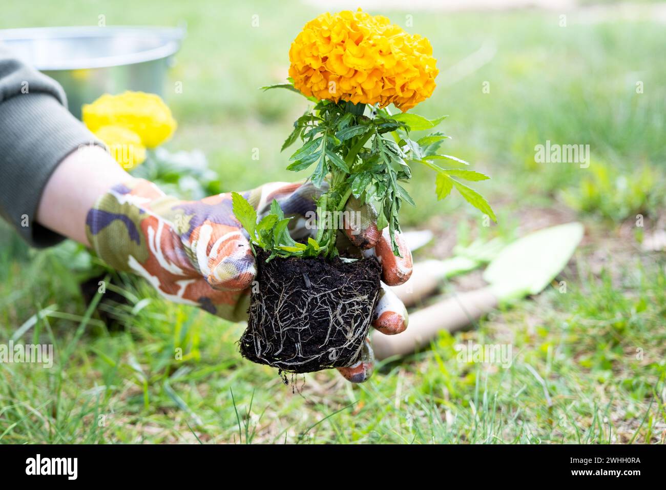 Gelbe und orangene Ringelblumenkeimlinge mit Wurzeln werden im Frühjahr auf dem offenen Boden gepflanzt. Unprätentiöser Garten flo Stockfoto