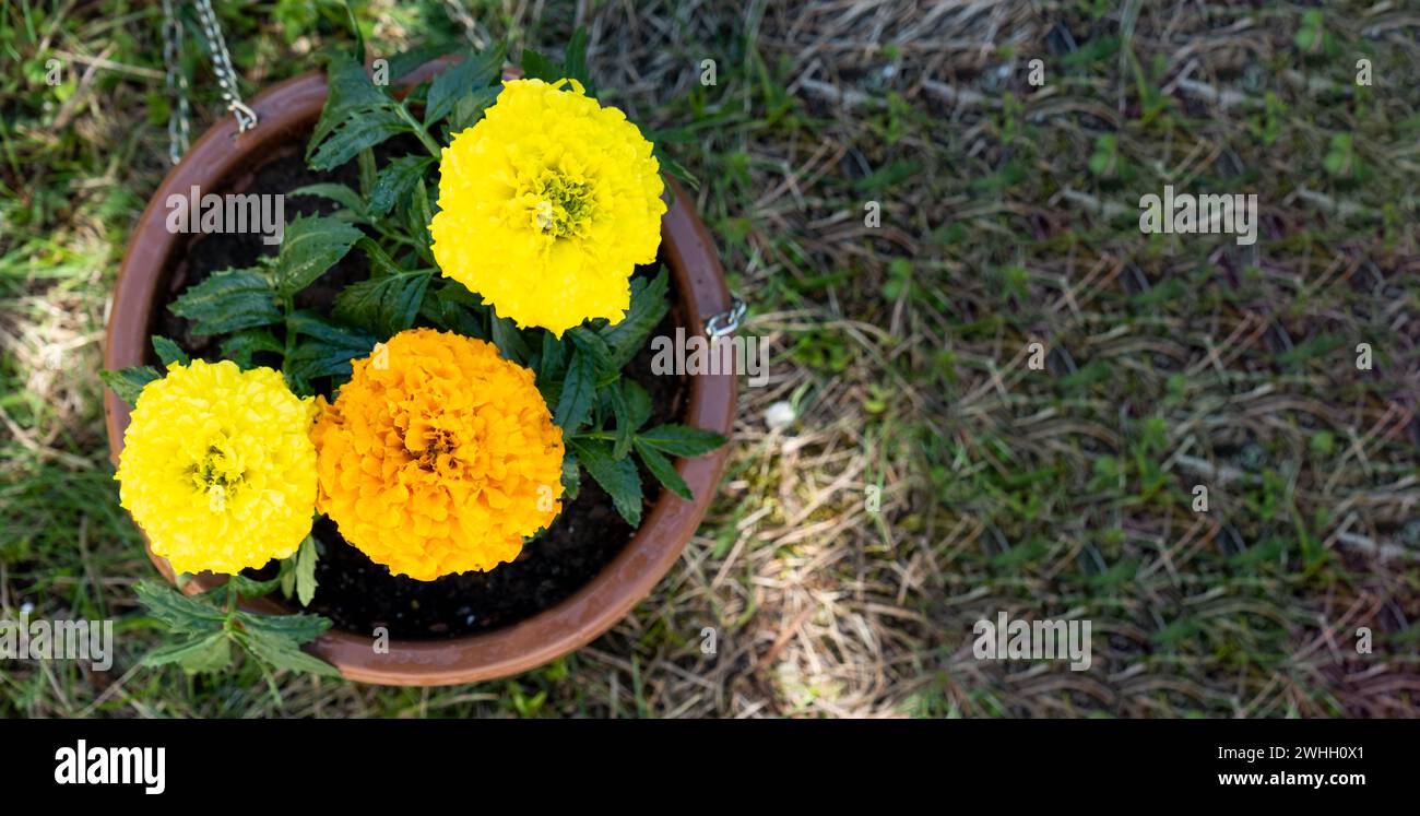 Gelbe und orangene Ringelblumenkeimlinge mit Wurzeln werden im Frühjahr auf dem offenen Boden gepflanzt. Unprätentiöser Garten flo Stockfoto