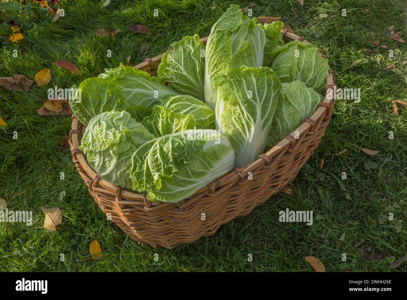 Pekingkohl (l. Brassica rapa subsp. Pekinensis), auch Chinakohl oder Petsai oder Salat Stockfoto