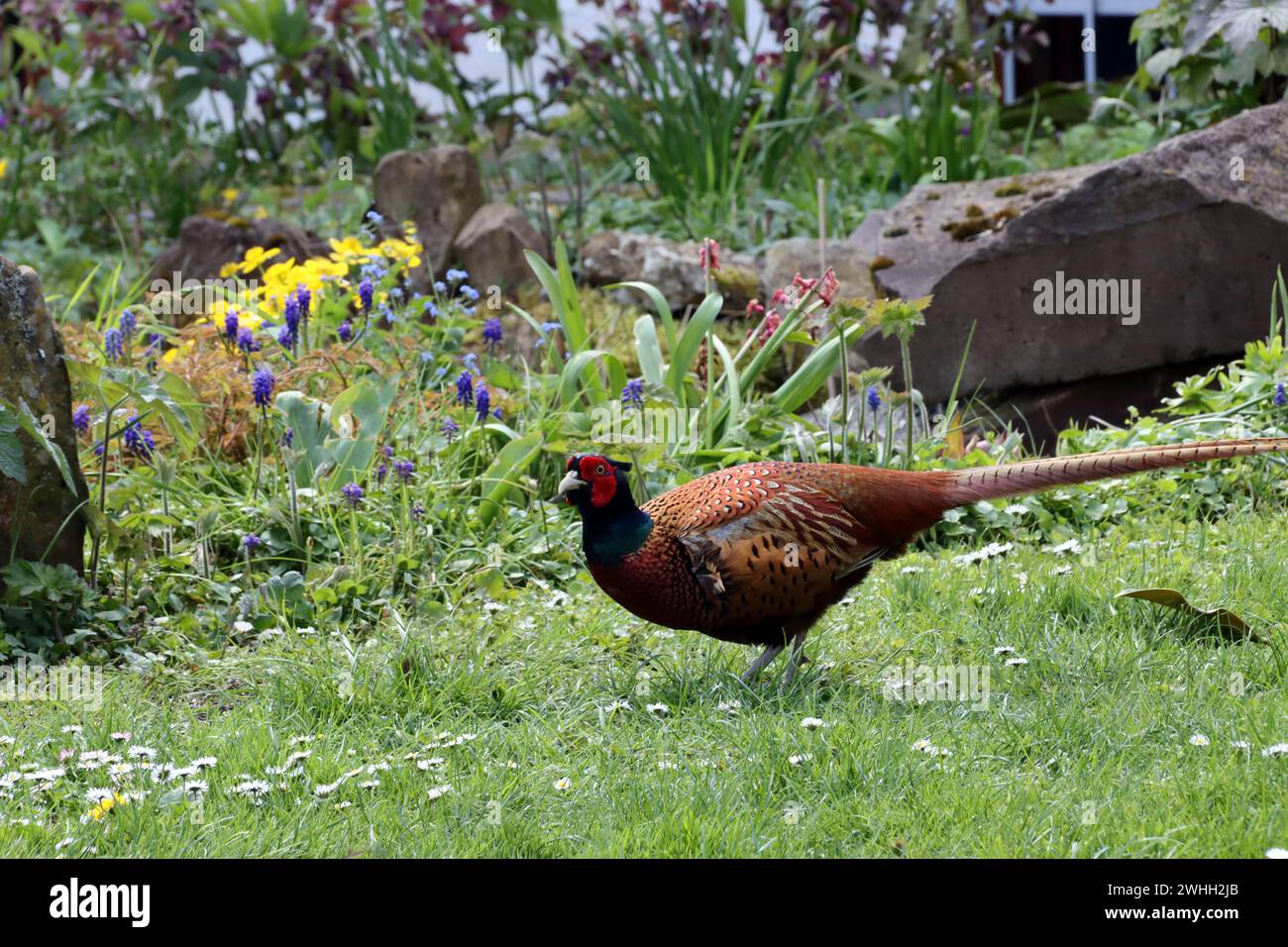 Männlicher Fasan (Phasianus colchicus) im Garten Stockfoto