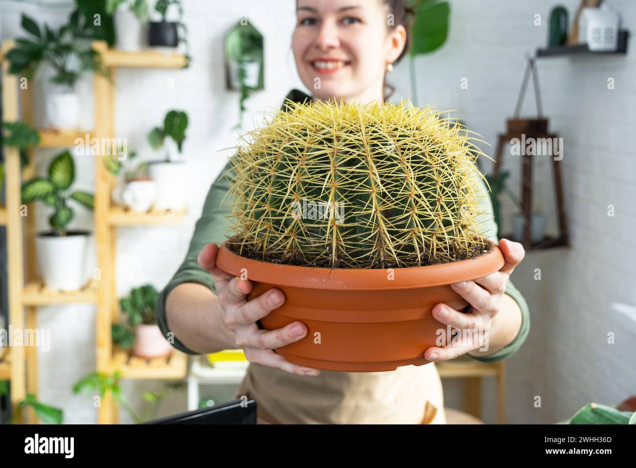 Großer echinocactus Gruzoni in den Händen einer Frau im Inneren eines Gewächshauses mit Regalsammlungen von Hauspflanzen Stockfoto