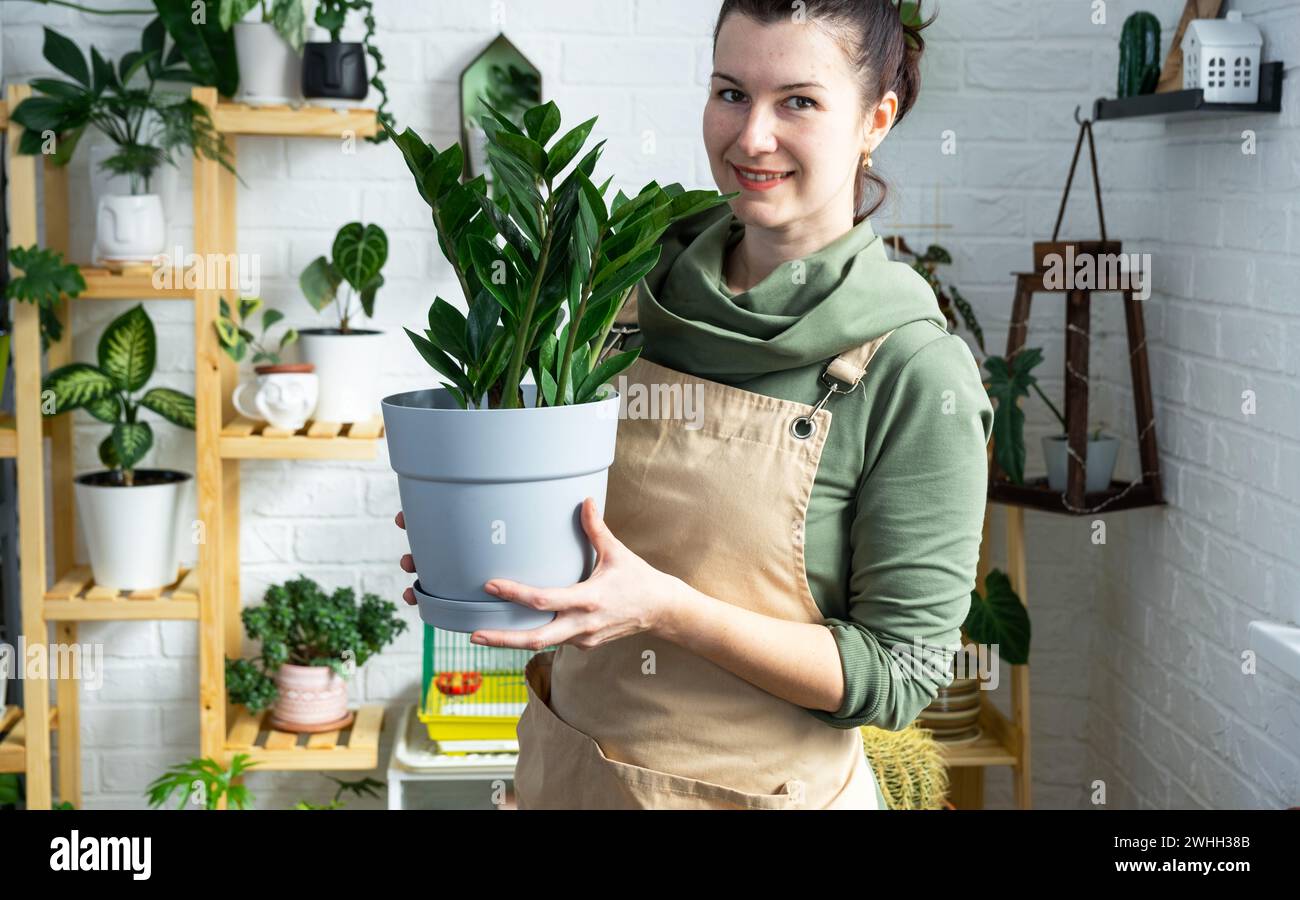 Unprätentiöses und beliebtes Zamiokulkas in den Händen einer Frau im Inneren eines Gewächshauses mit Regalsammlungen von Kuppeln Stockfoto