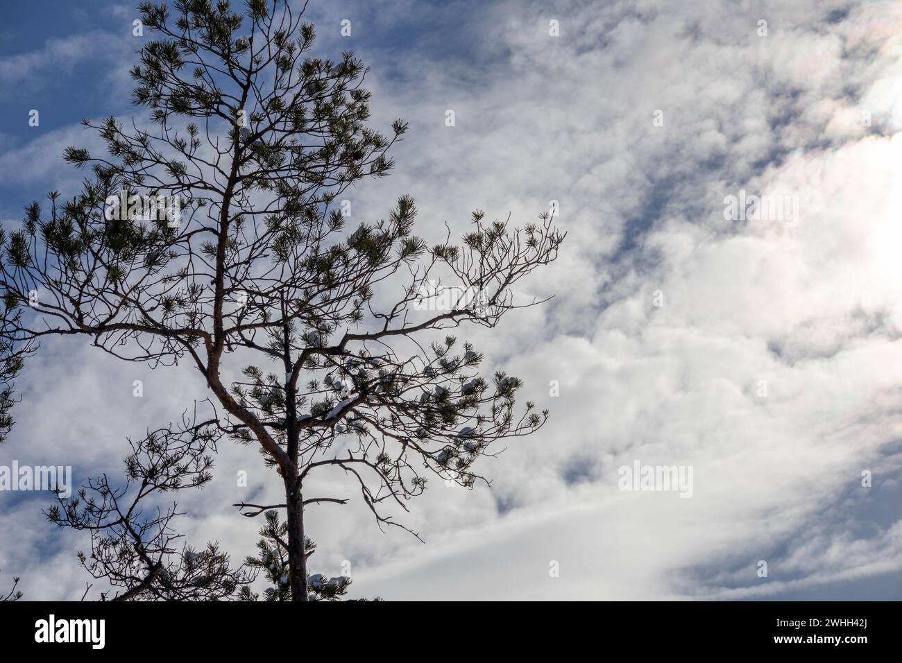 Silhouetten von Baumästen am Himmel mit hellen Wolken Stockfoto