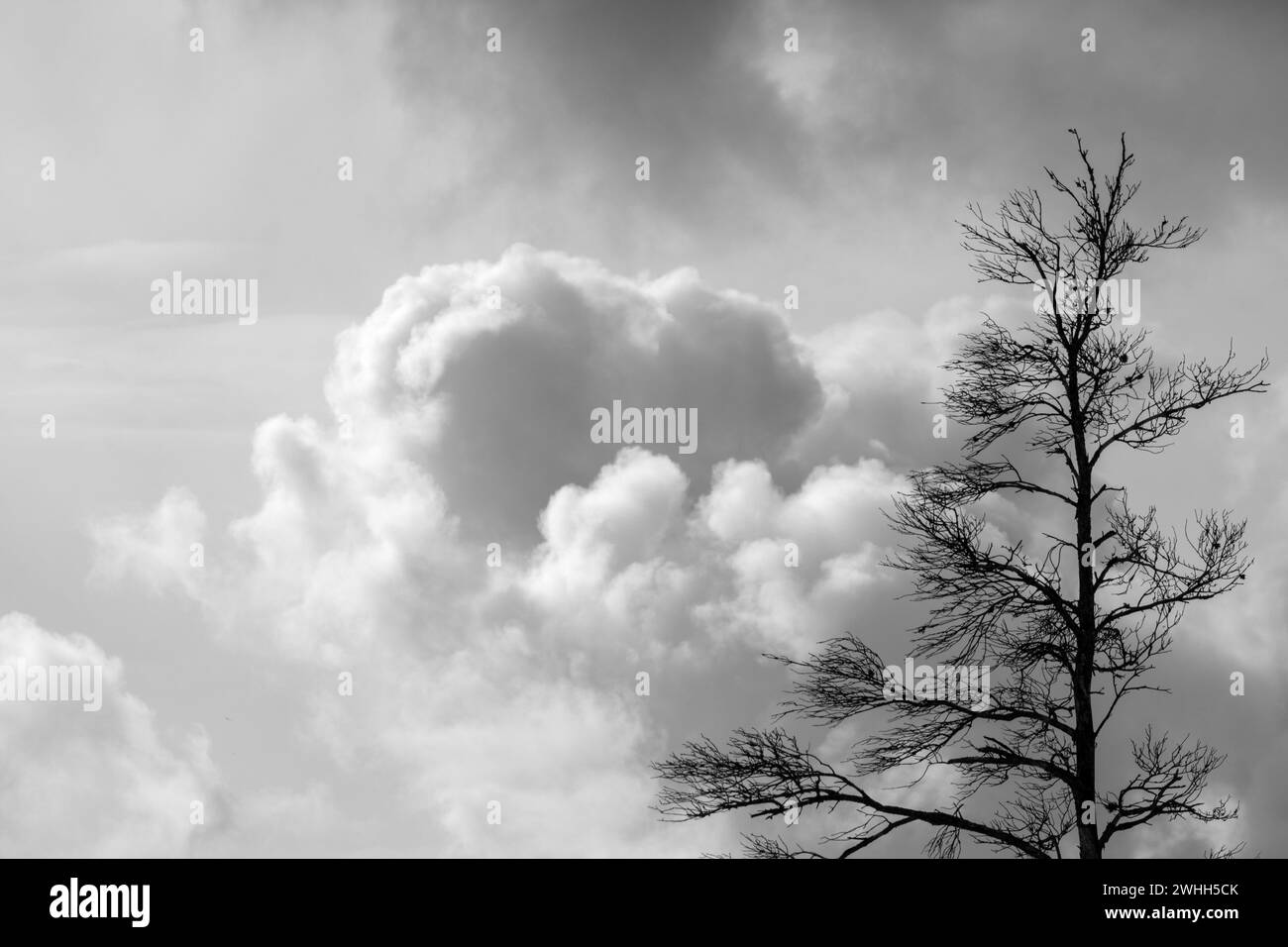 Unheilvolle schwarze und weiße dunkle Wolken am Himmel vor einem Sturm mit hölzernen Silhouetten im Vordergrund Stockfoto