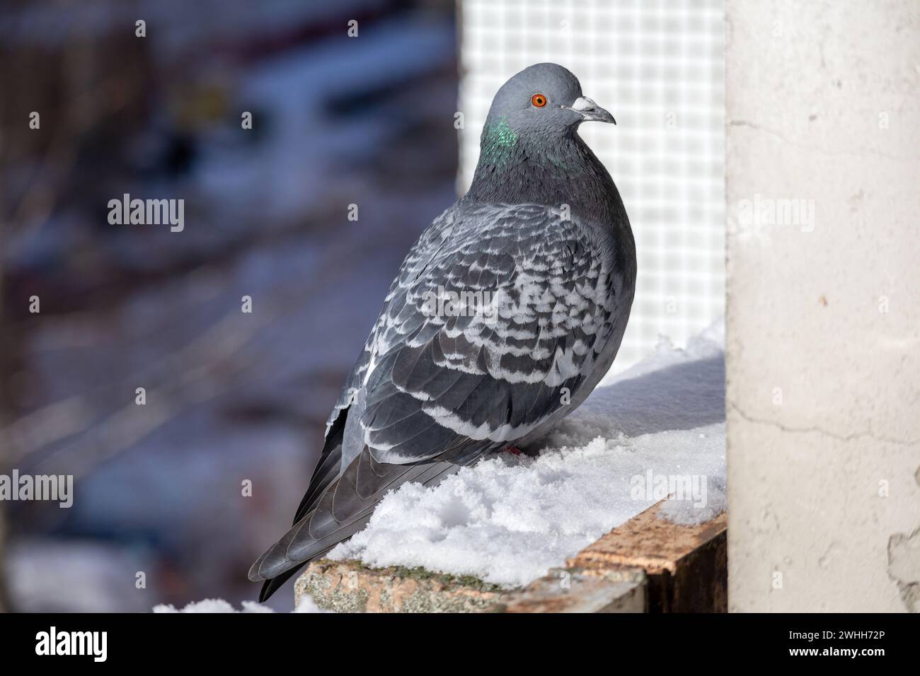 Eine graue Taube sitzt im Winter am Rand des Balkons Stockfoto