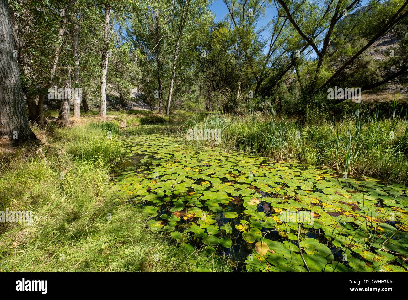 Parque Natural del CaÃ±Ã³n del RÃ­o Lobos Stockfoto