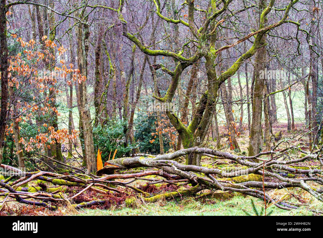 Dundee, Tayside, Schottland, Großbritannien. Februar 2024. Wetter in Großbritannien: Der leichte Regen in den Templeton Woods in Dundee bietet spektakuläre Winterausblicke auf die Tierwelt, die einzigartig geformten Bäume der Natur und die Naturpfade. Die Wälder bieten herrliche Spaziergänge in der Natur, Rehe, die den Wald beweiden, Bussarde, Eichhörnchen, graue und rote Eichhörnchen und viele Vögel sind in den Wäldern zu finden, was Dundee zu einer der wenigen Städte Großbritanniens macht, in denen diese niedlichen, baumbewohnten Säugetiere leben. Quelle: Dundee Photographics/Alamy Live News Stockfoto