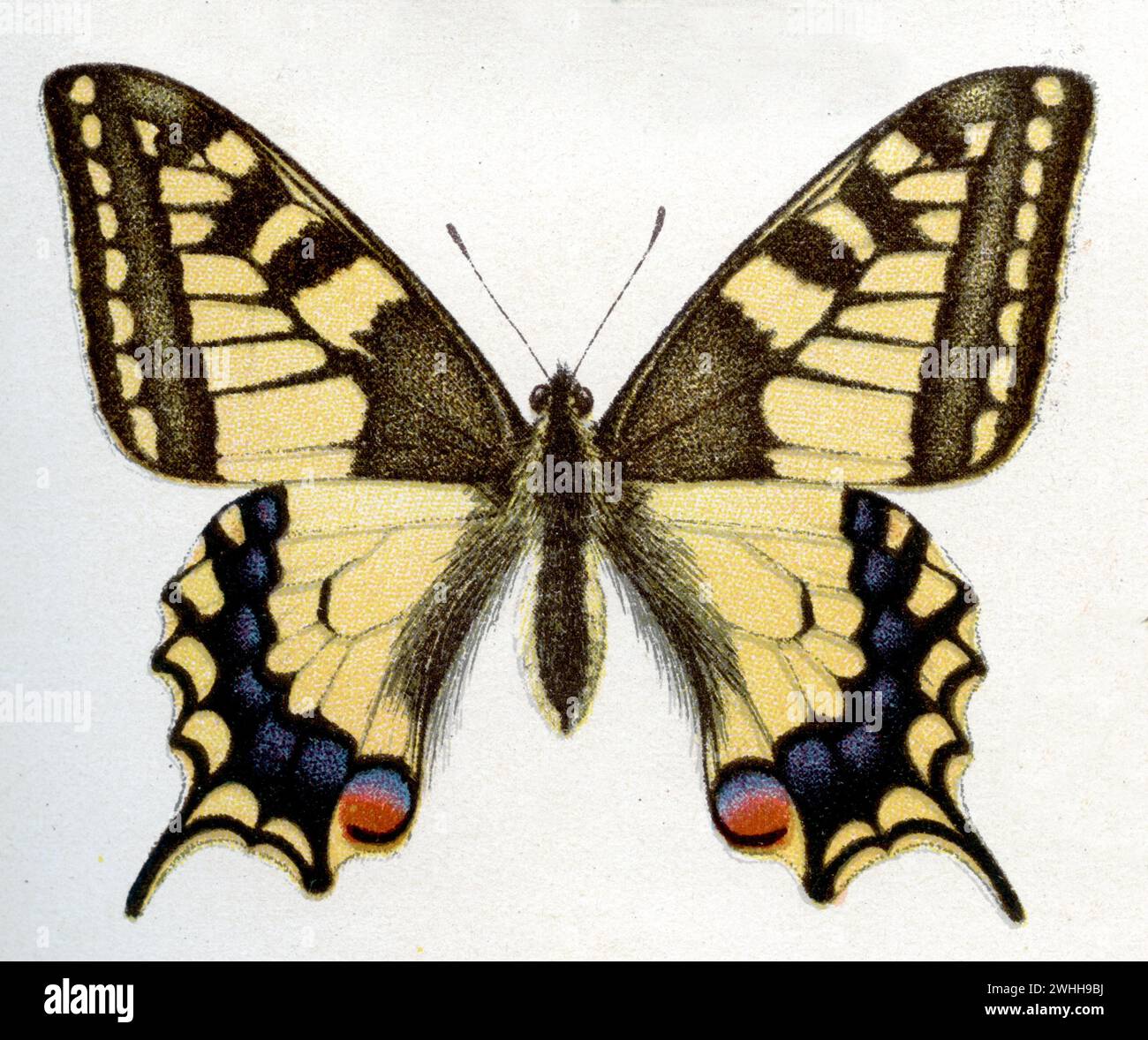 Altweltschwalbenschwanz Papilio machaon, (Zoologiebuch, 1922), Schwalbenschwanz Stockfoto