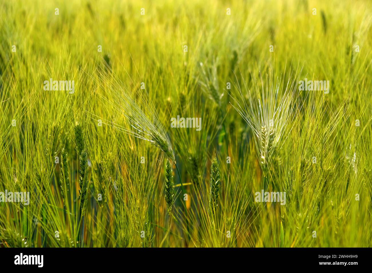 Gerstenfeld, Hordeum, sonnendurchflutetes Gerstenfeld, frisch angebaute Gerste Stockfoto