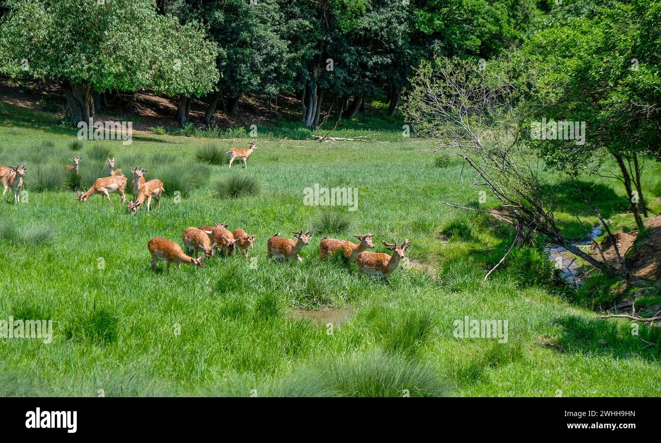 Hirschherde, Hirschbrach, Dama Dama Stockfoto