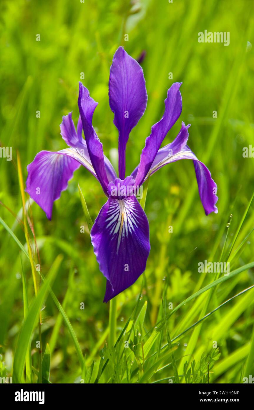 Iris tenax, William Finley National Wildlife Refuge, Oregon Stockfoto