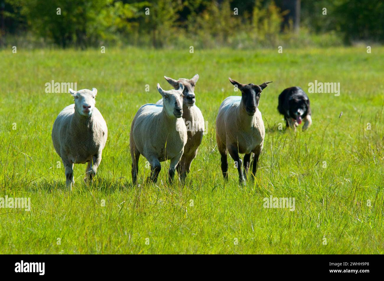 Schafe mit Schafhund, Northwest Champion Sheep Dog Trials, Linn County Lamb & Wool Fair, Oregon Stockfoto