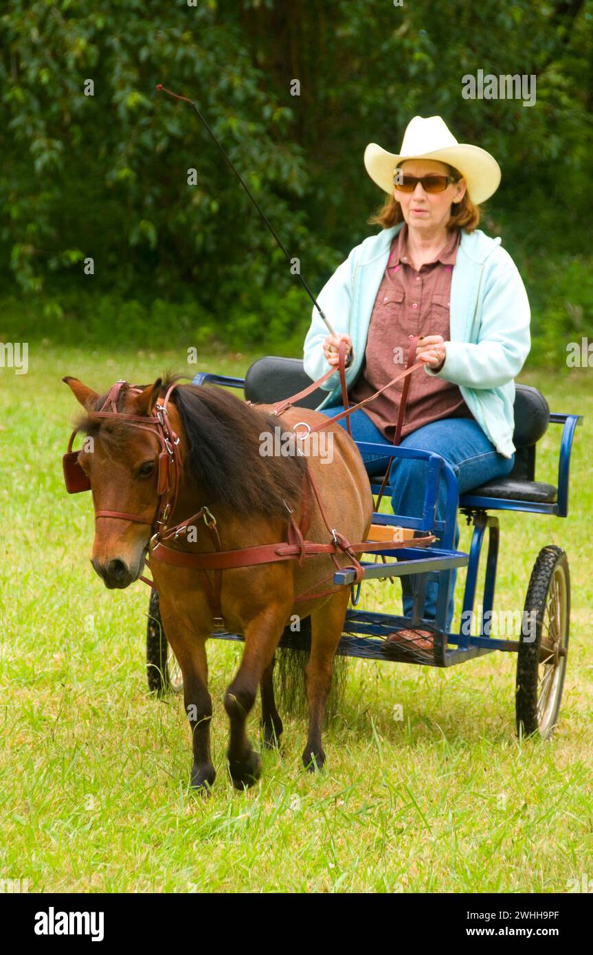 Mini Pferd Buggy, Miniature Horse Show, Linn County Pioneer Picknick, Brownsville, Oregon Stockfoto