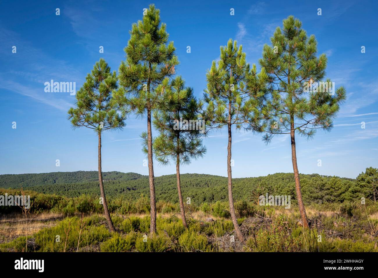 Repoblacion de bosque de Pino silvestre Stockfoto