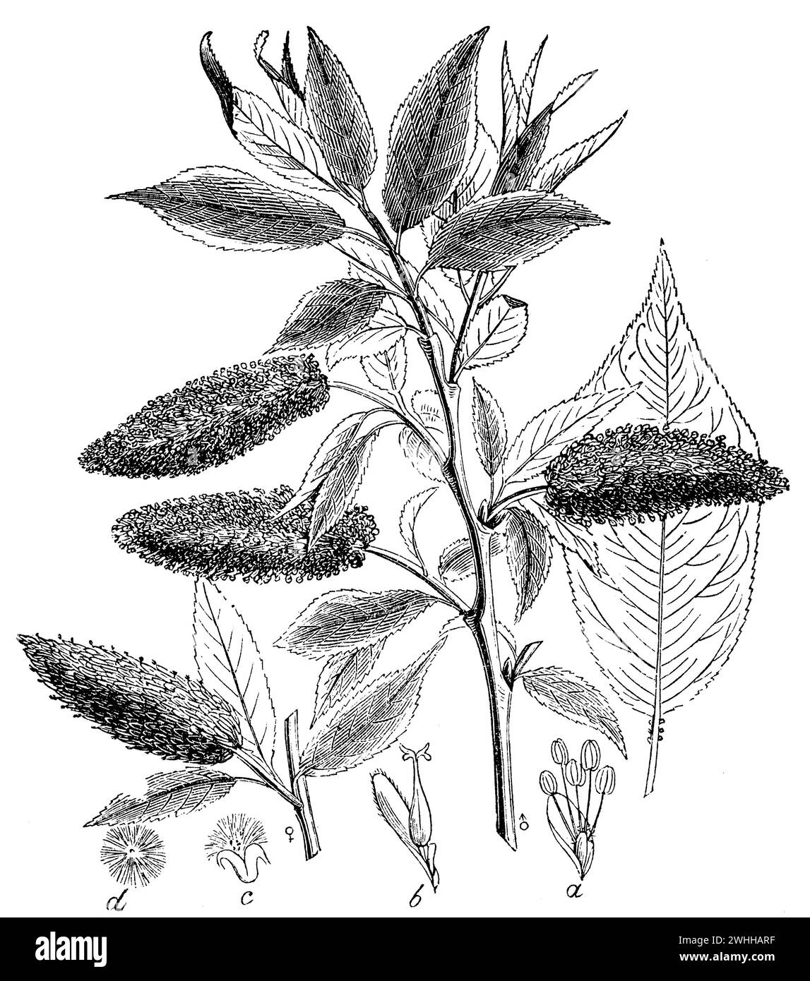 Salix fragilis, Salix fragilis, anonym (Biologiebuch, 1881), Bruch-Weide, Saule zerbrechlich Stockfoto