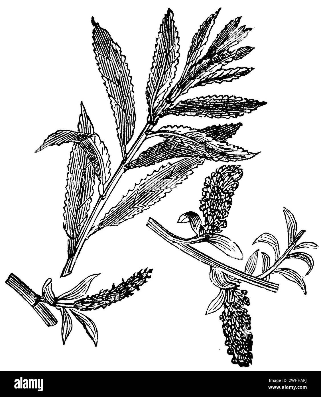 Salix alba, Salix alba, anonym (Biologiebuch, 1881), Silber-Weide, saule Blanc Stockfoto