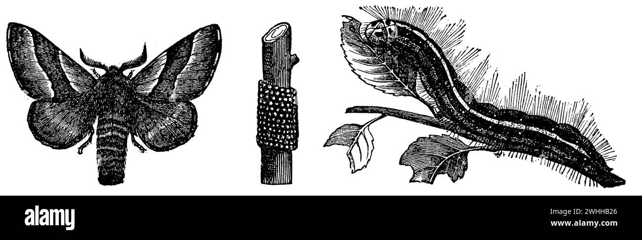 Lakey Moth, a) männlich, b) Eier und c) caterpillar., Malacosoma neustria, anonym (Zoologiebuch, 1877), Ringelspinner, A) Männchen, b) Eier und c) Raupe, Livrée des arbresa) le mâle, b) les œufs et c) la Chenille Stockfoto