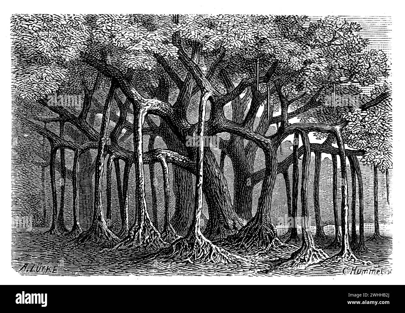 Heilige Feige, Ficus religiosa, A. Lütke u. C. Hummel sc (Botanik, 1888), Pappel-Feige, Figuier des pagodes Stockfoto