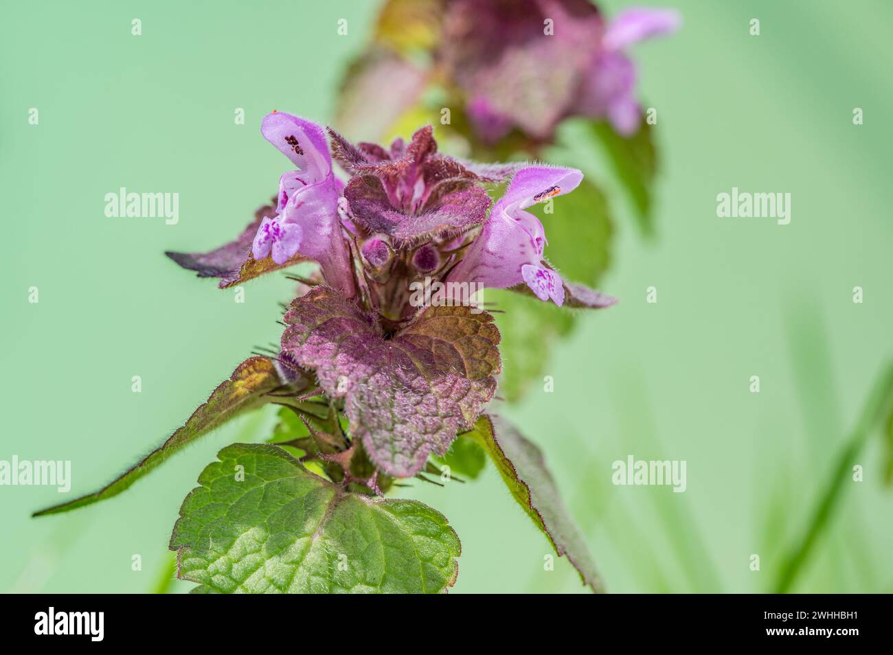 Purpurrote Taubnessel Stockfoto