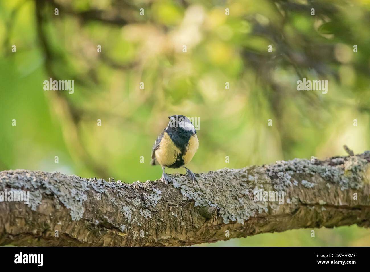 Kohlmeise Stockfoto