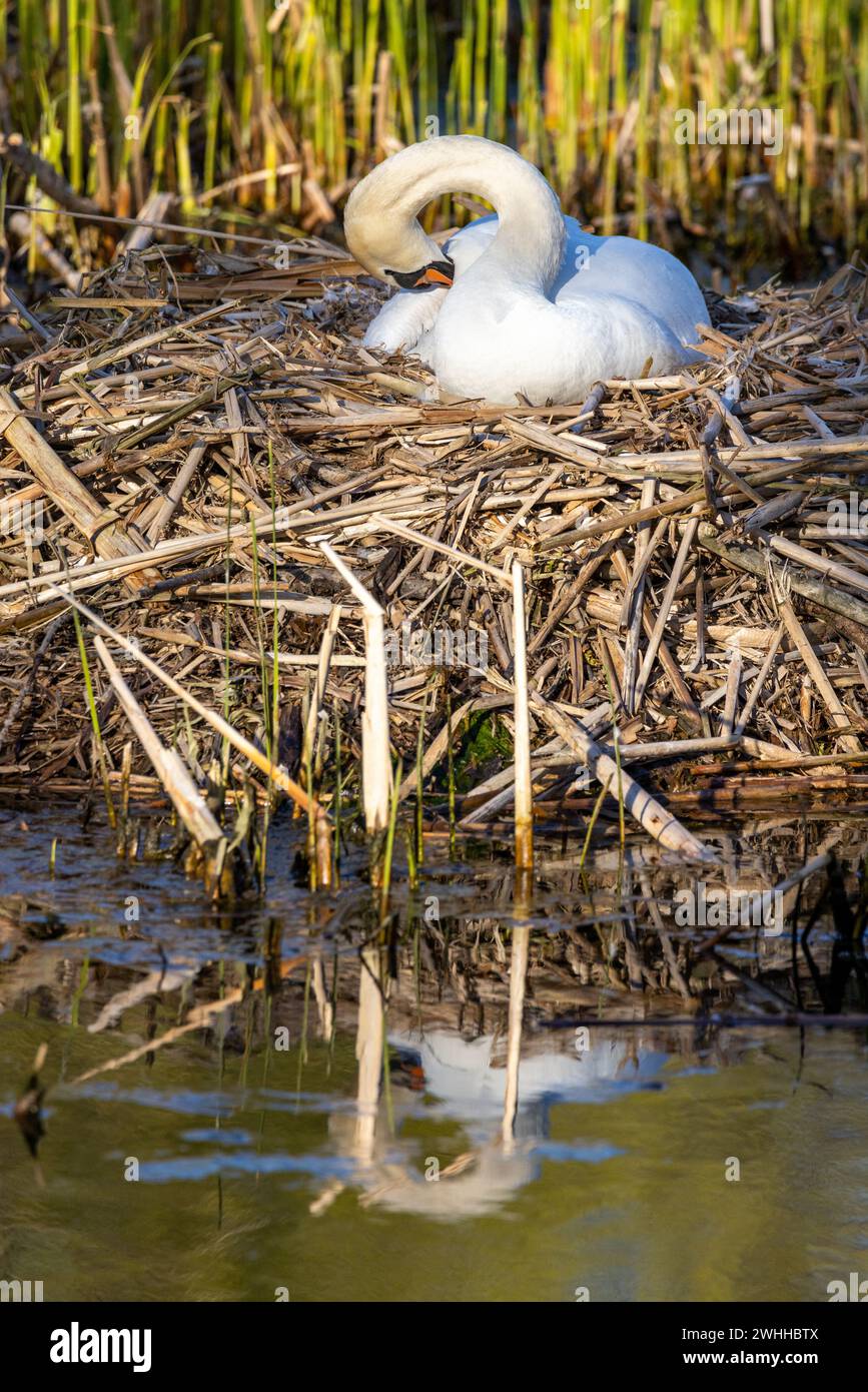 Einheimische Tiervögel in Deutschland Schwan Stockfoto