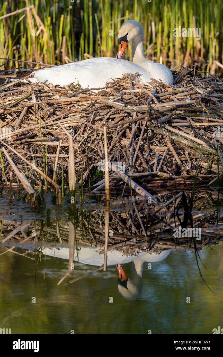 Einheimische Tiervögel in Deutschland Schwan Stockfoto