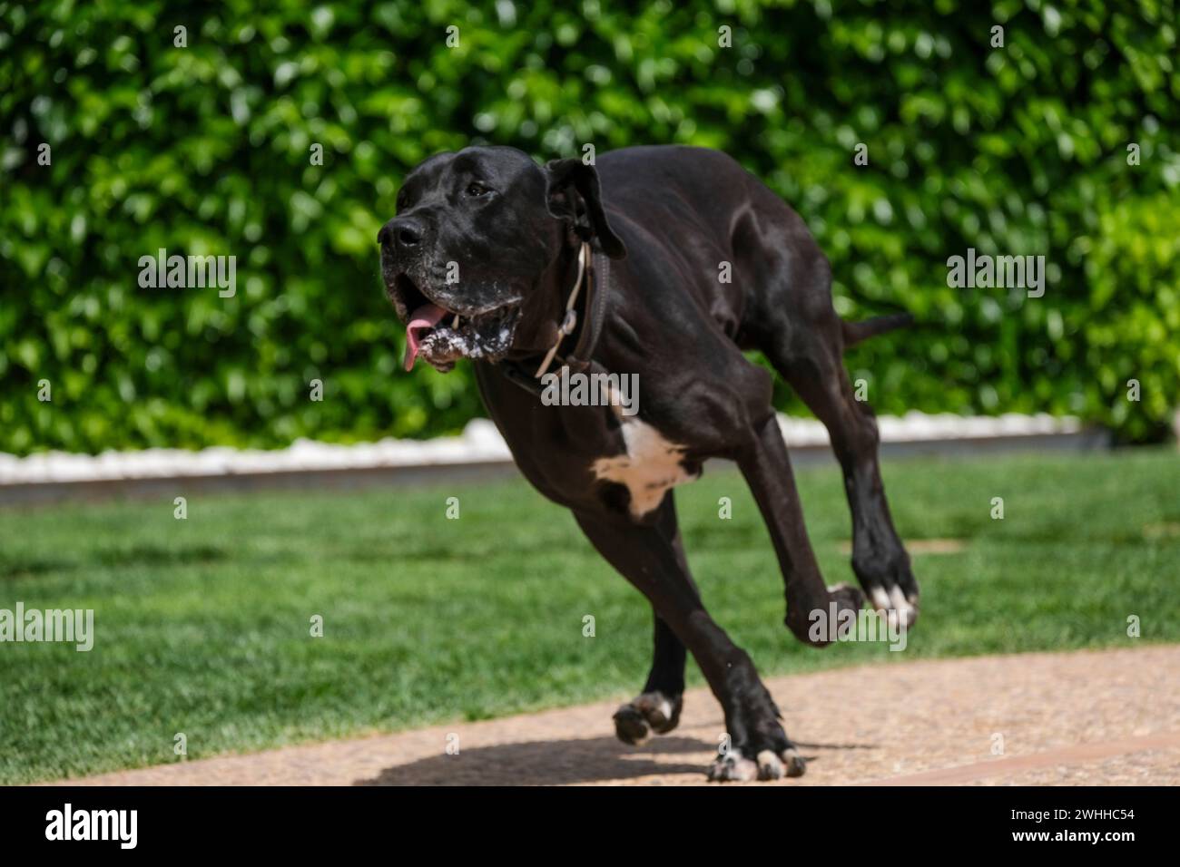 Eine tolle Dane Frau Stockfoto