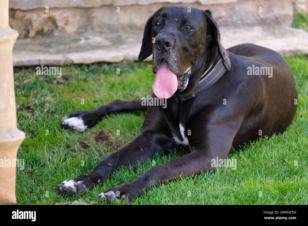 Eine tolle Dane Frau Stockfoto