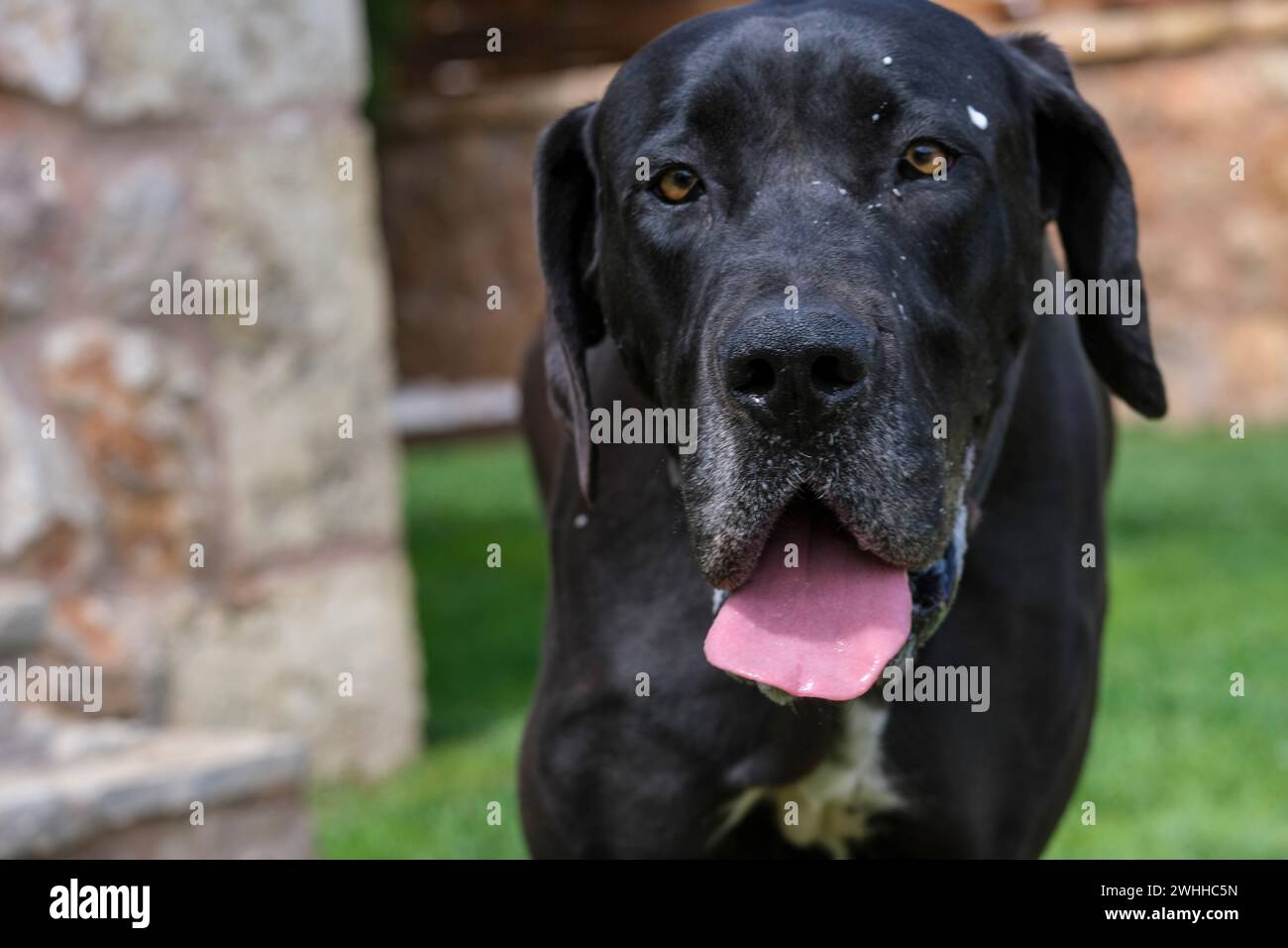 Eine tolle Dane Frau Stockfoto