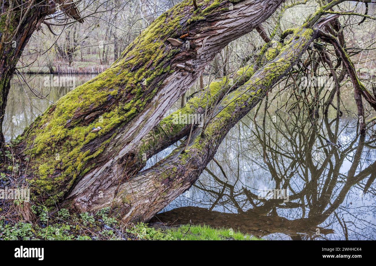 Baumstämme am Teich Stockfoto