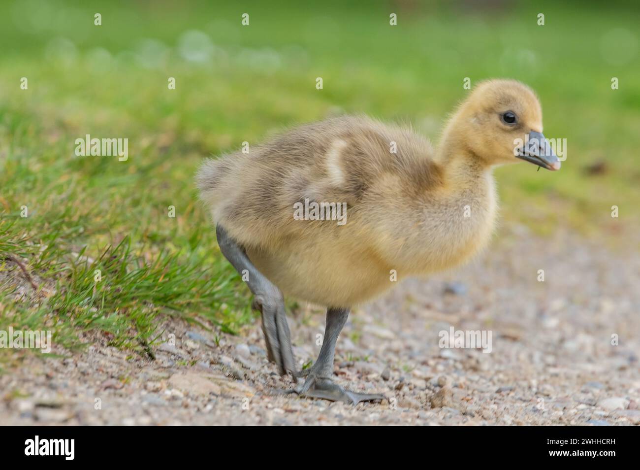 Graue Gänseküken Stockfoto