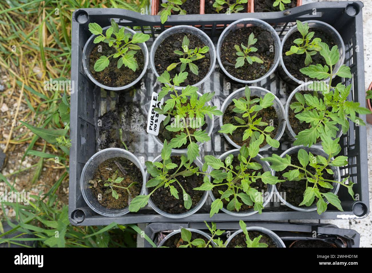 Hausgemachte Tomatensämlinge in kleinen Pflanztöpfen in einem Plastiktablett, vorbereitet für den Anbau im Gemüsegarten, Hochwinkelansicht Stockfoto