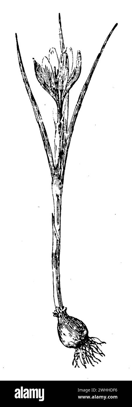 dutch crocus, Crocus vernus, (Gartenbuch, 1921), Frühlings-Krokus, crocus printanier Stockfoto